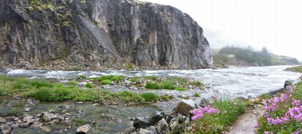 Pink flowers bloom on the riverbank