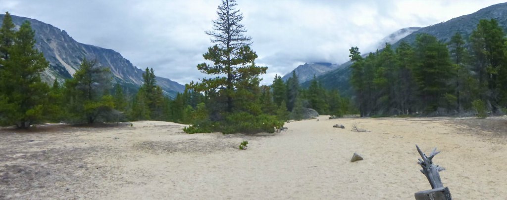 Pine trees in sand on the Chilkoot Trail