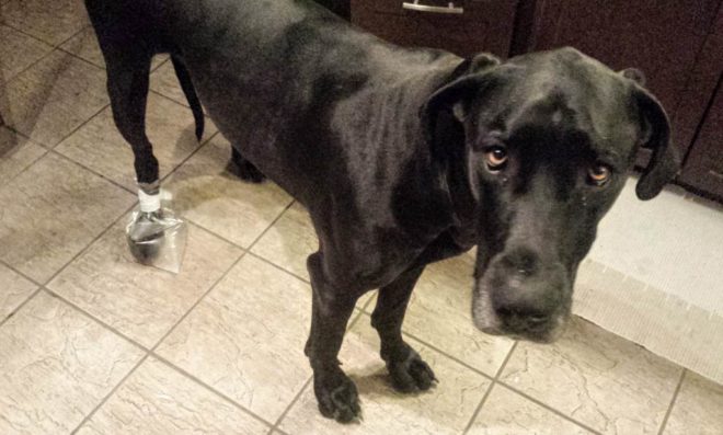 A black Great Dane stands in a kitchen