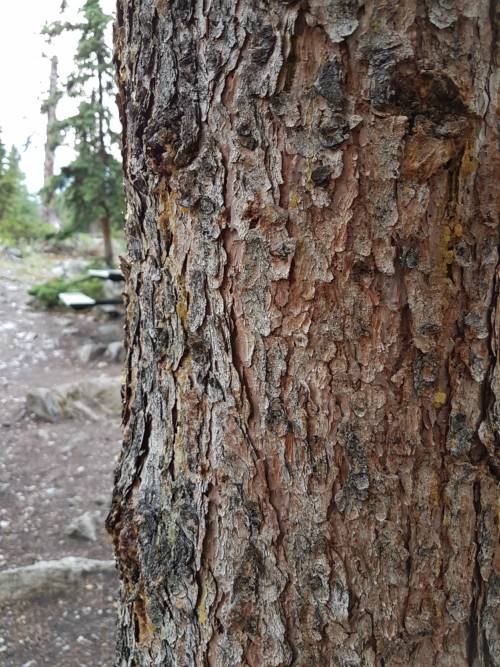 Close up of tree bark