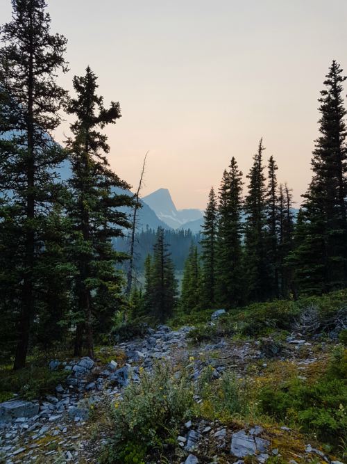 Mountains and trees at sunset