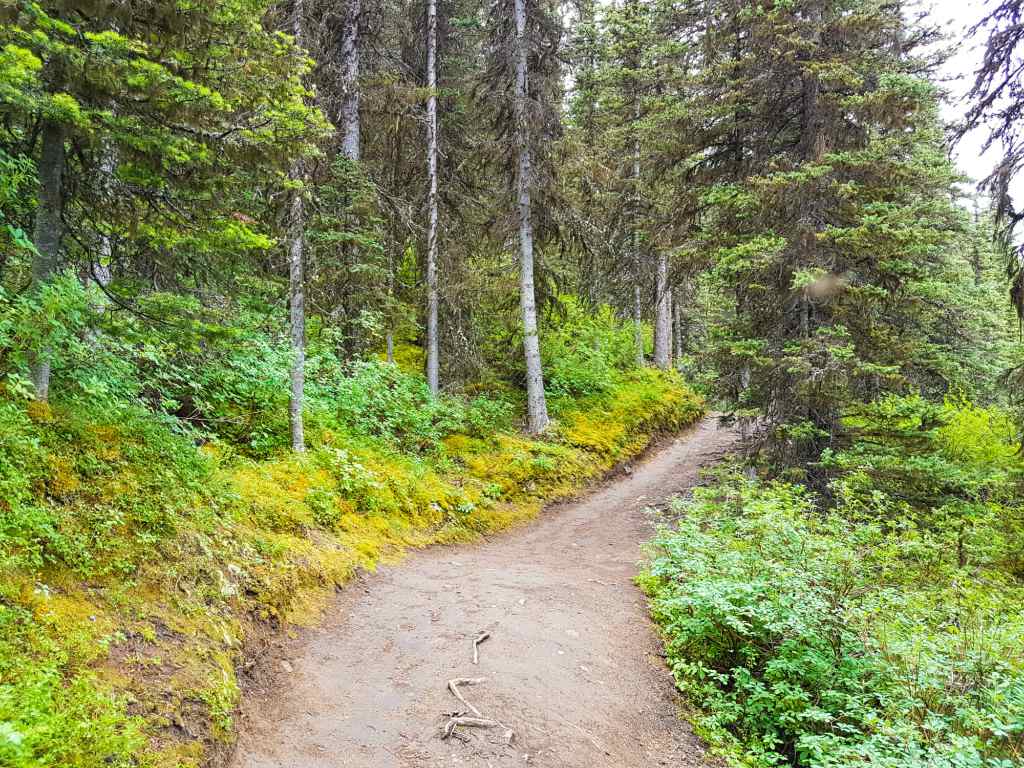 A dirt path winds through a forest