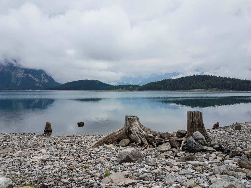 Tree stumps sit on the shore of a lake