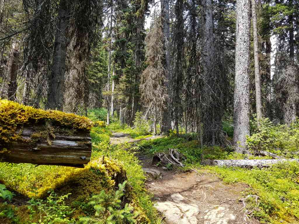 A trail winds through a forest with moss