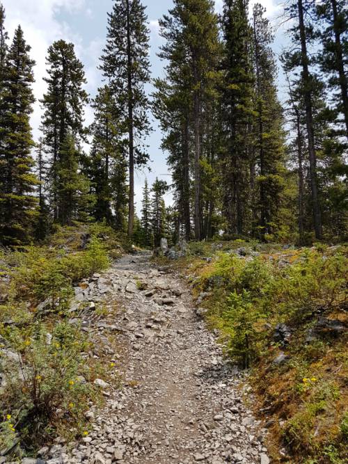 A trail winds through a forest