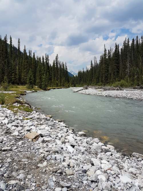 A river cuts through a forest