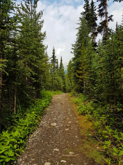 A trail through the forest