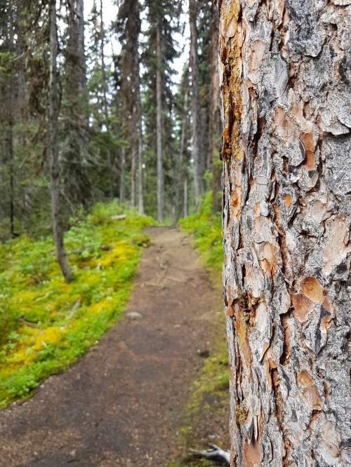 A close up of tree bark