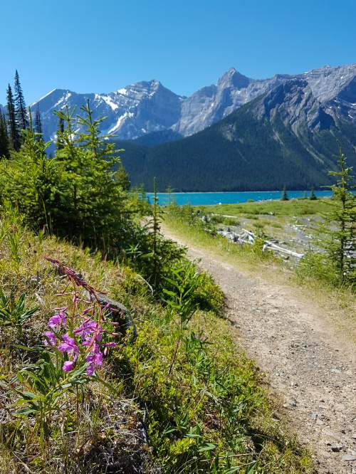 Fireweed blooms in the foreground with mountains in the background