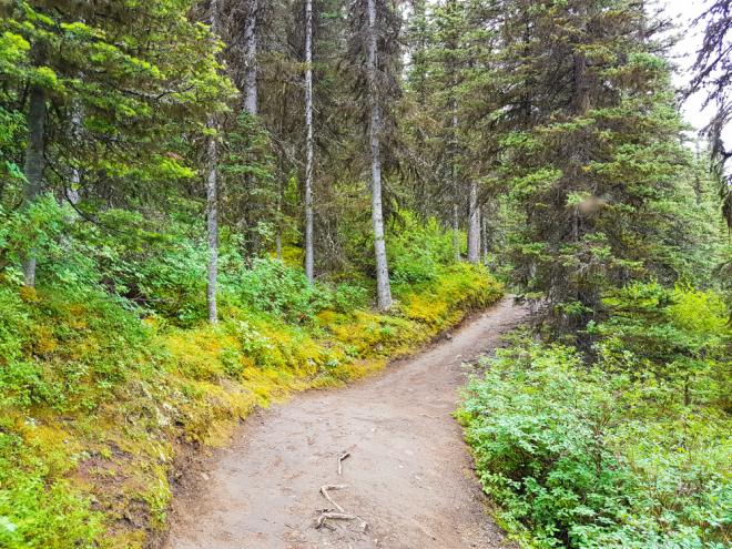 A dirt path winds through a thick forest