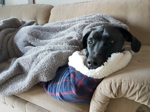 A black Great Dane lays on a couch covered in a blanket.