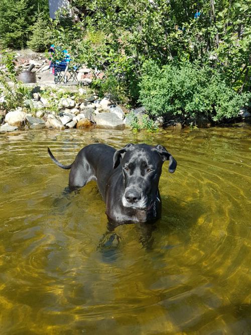A black Great Dane stands in a lake