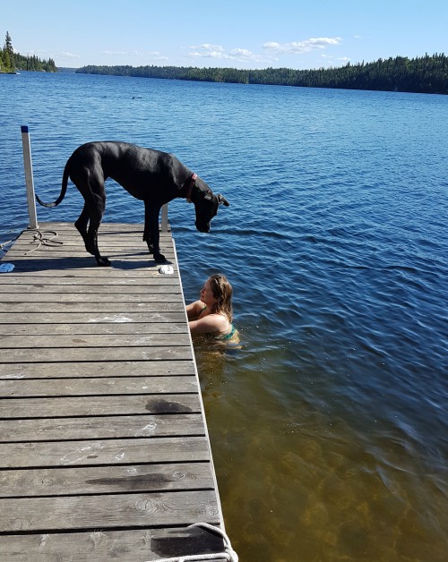 A dog stands on a dock and looks down at a person in the water