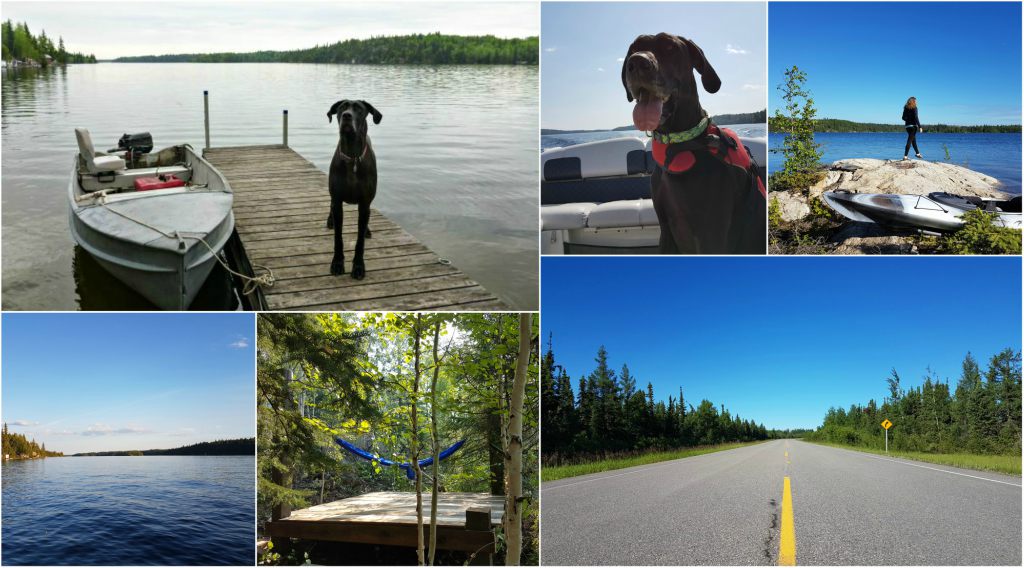 A collage of pictures of a black Great Dane, forests and lakes.