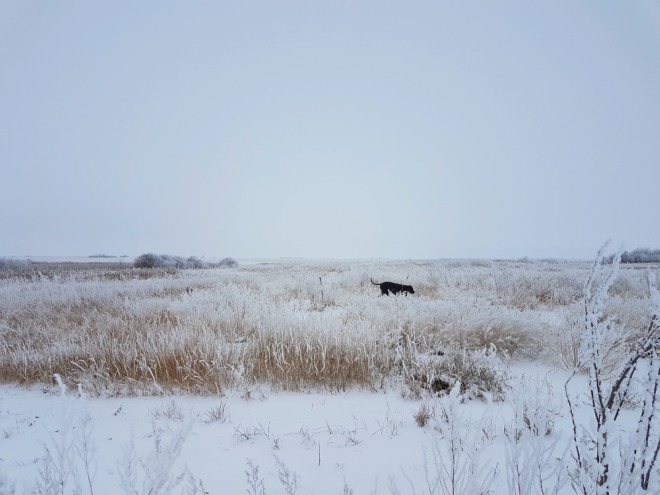 A dog runs in a snow-covered field