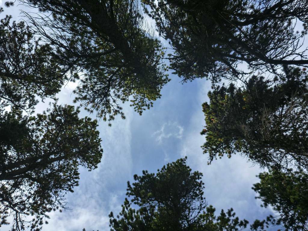 Looking up at a blue sky through spruce trees