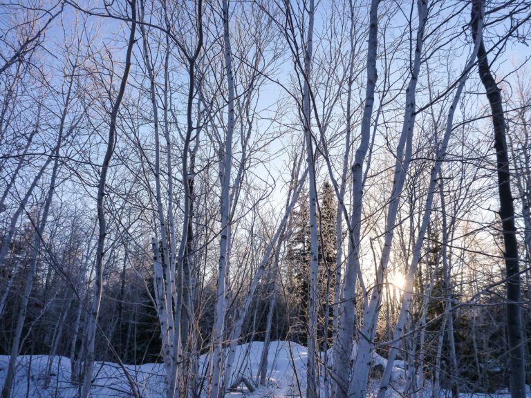 LEARNING TO LOVE WINTER, OR AT LEAST HATE IT A LITTLE LESS