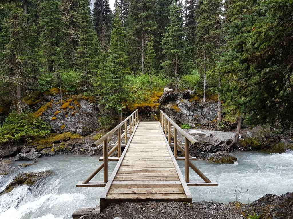 A wooden bridge spans a river in a forest