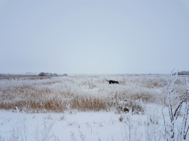 HOW TO SURVIVE A SASKATCHEWAN WINTER