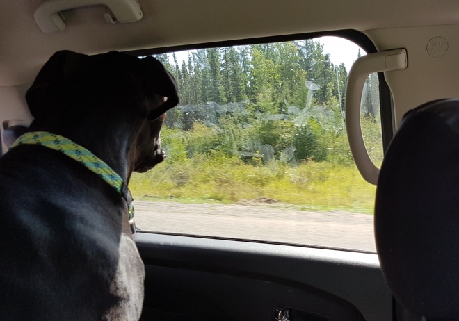 THE ADVENTURES OF JUNO: ROAD TRIP EDITION