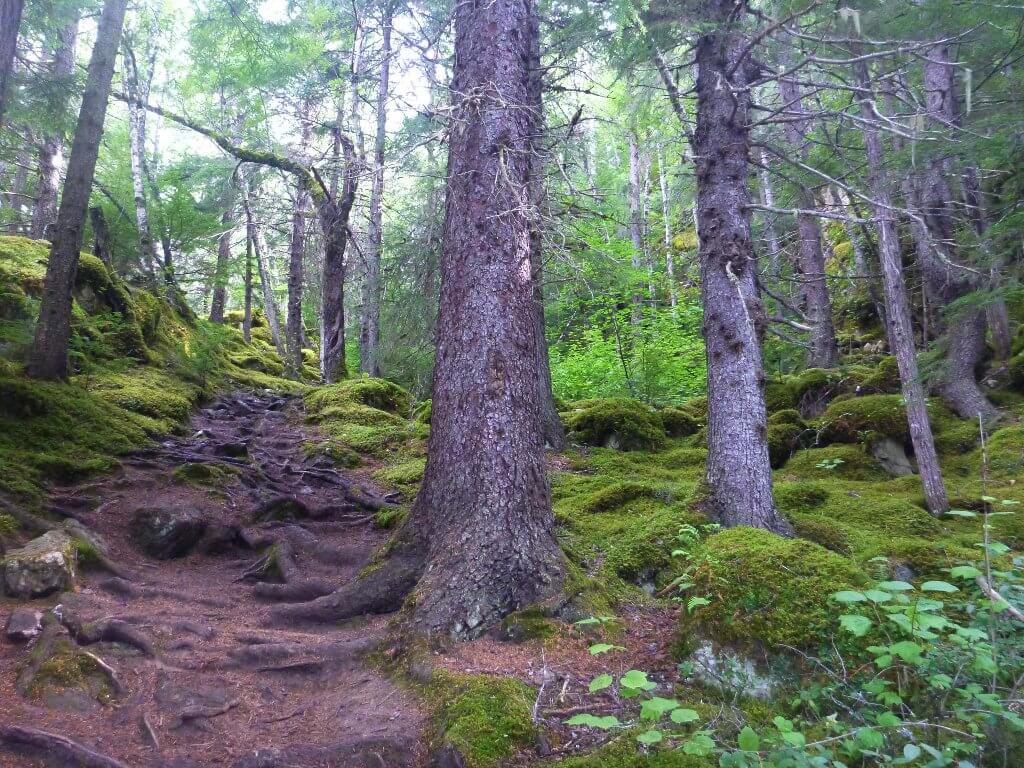Large trees in the forest along the Chilkoot Trail