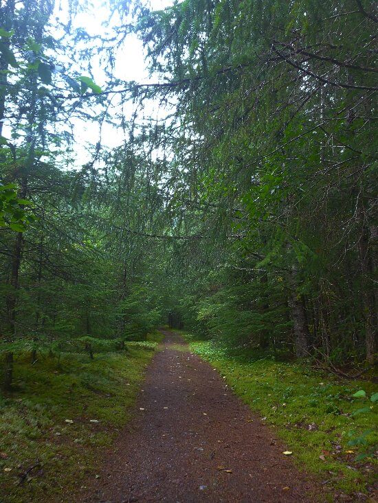 A dirt path through forest on the Chilkoot Trail