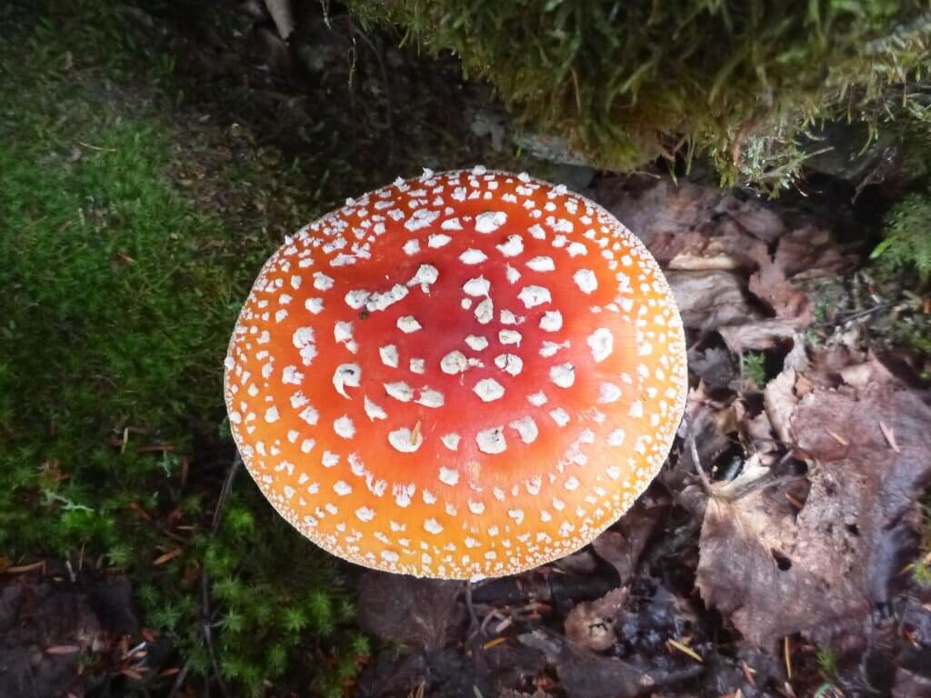 Amanita muscaria