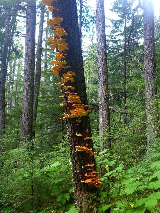 Orange mushroom grow on a tree