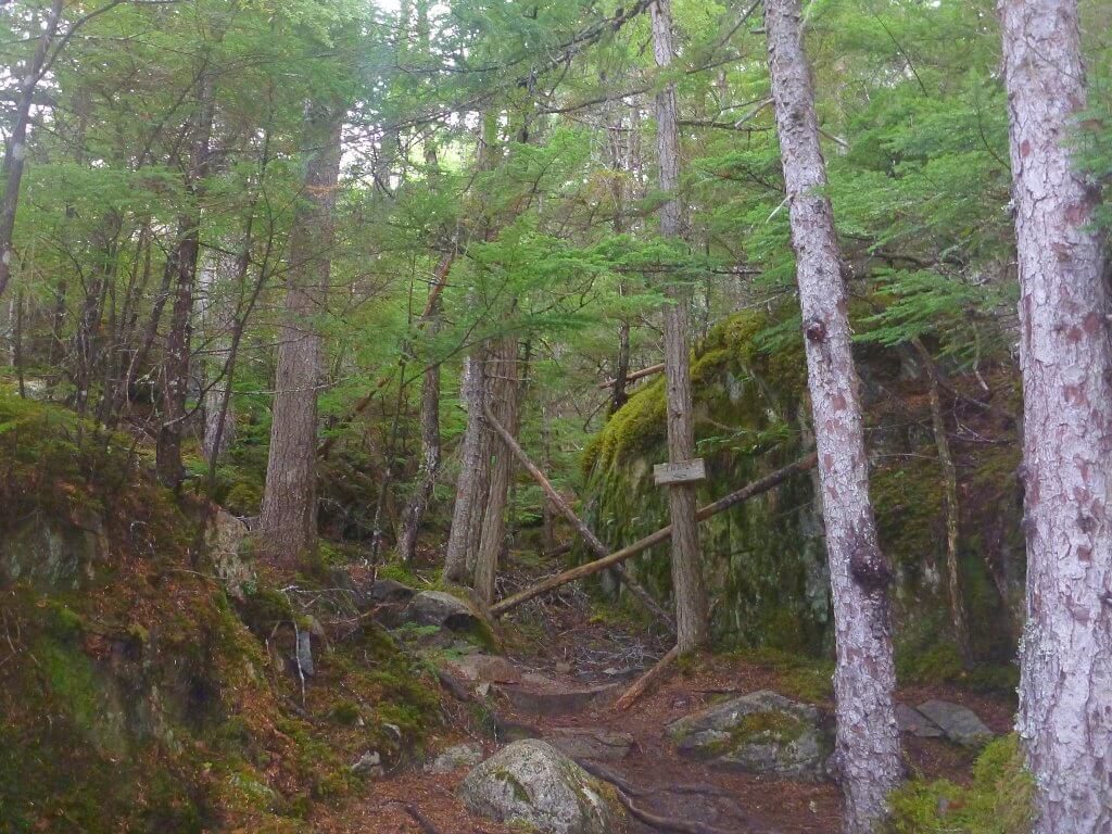 A trail winds through forest