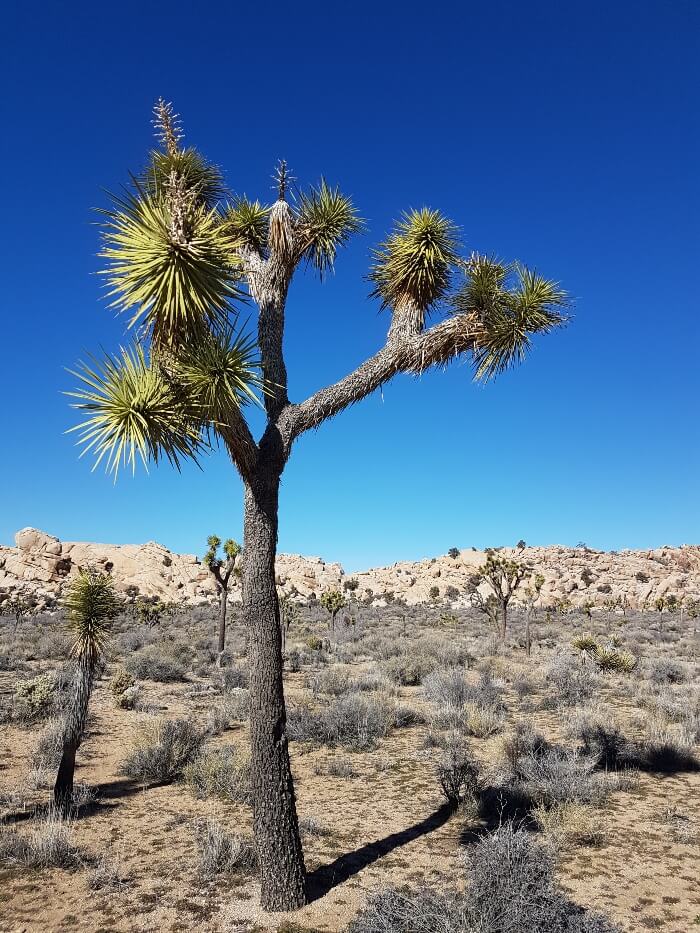 Joshua Tree