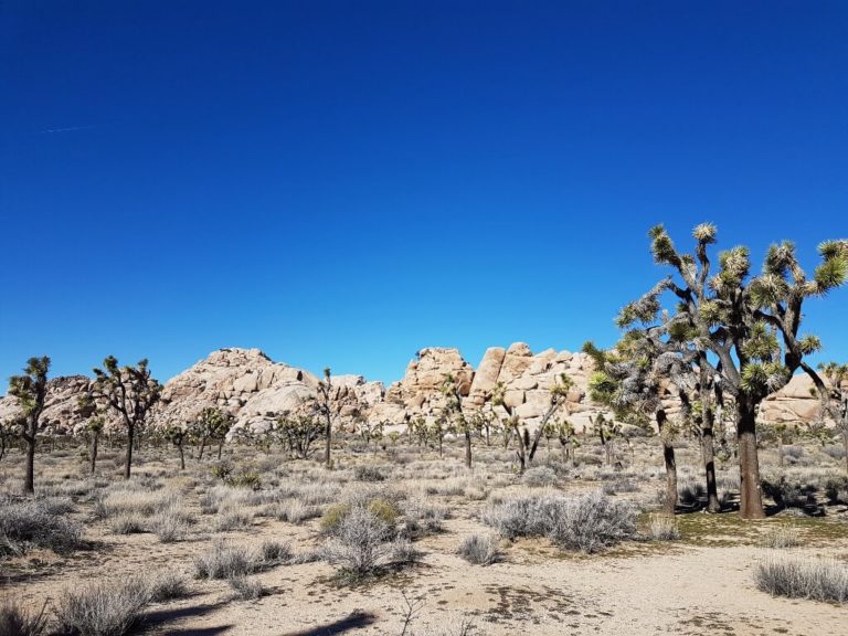 Joshua Trees and rock formations along the Barker Dam Trail in Joshua Tree National Park