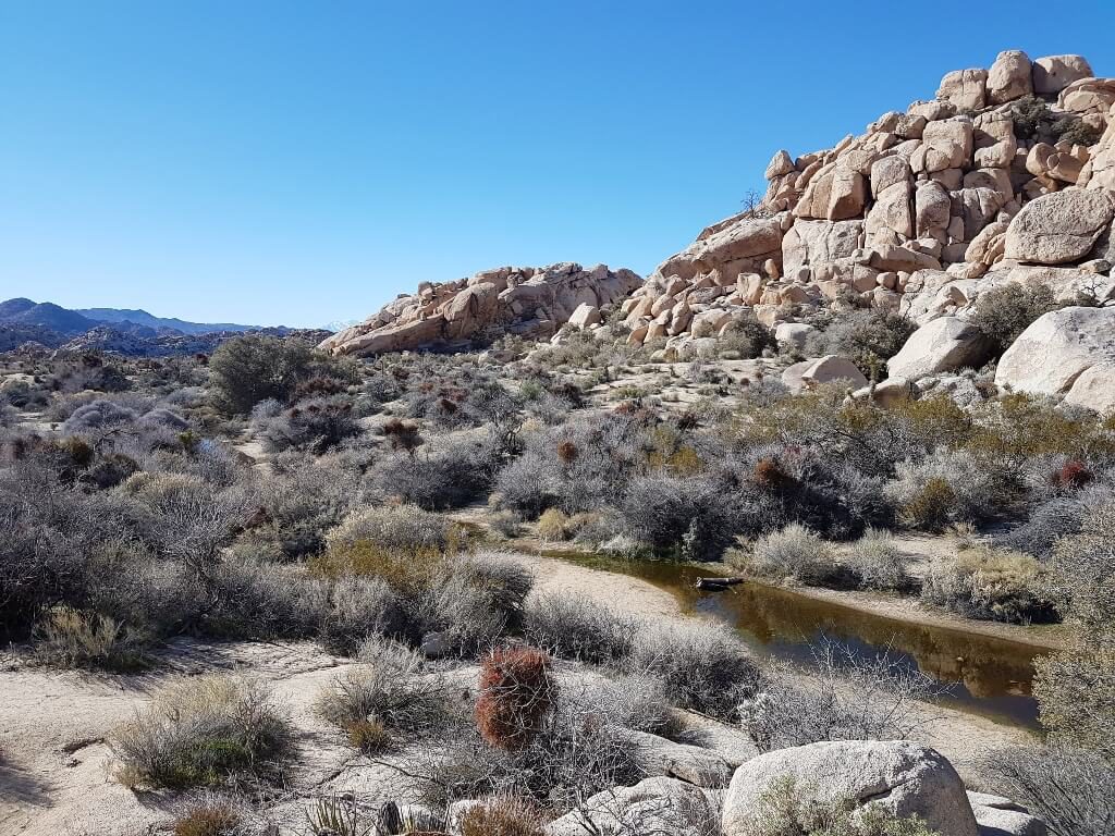 Drainage creek from Barker Dam in Joshua Tree National Park