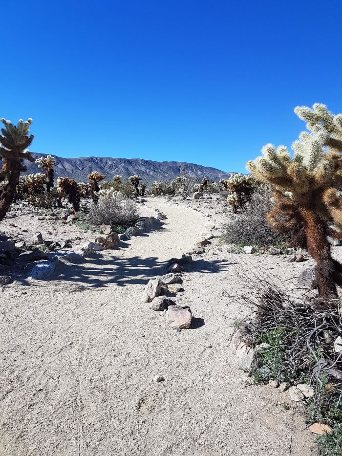 Cholla cactus garden in Joshua Tree national Park