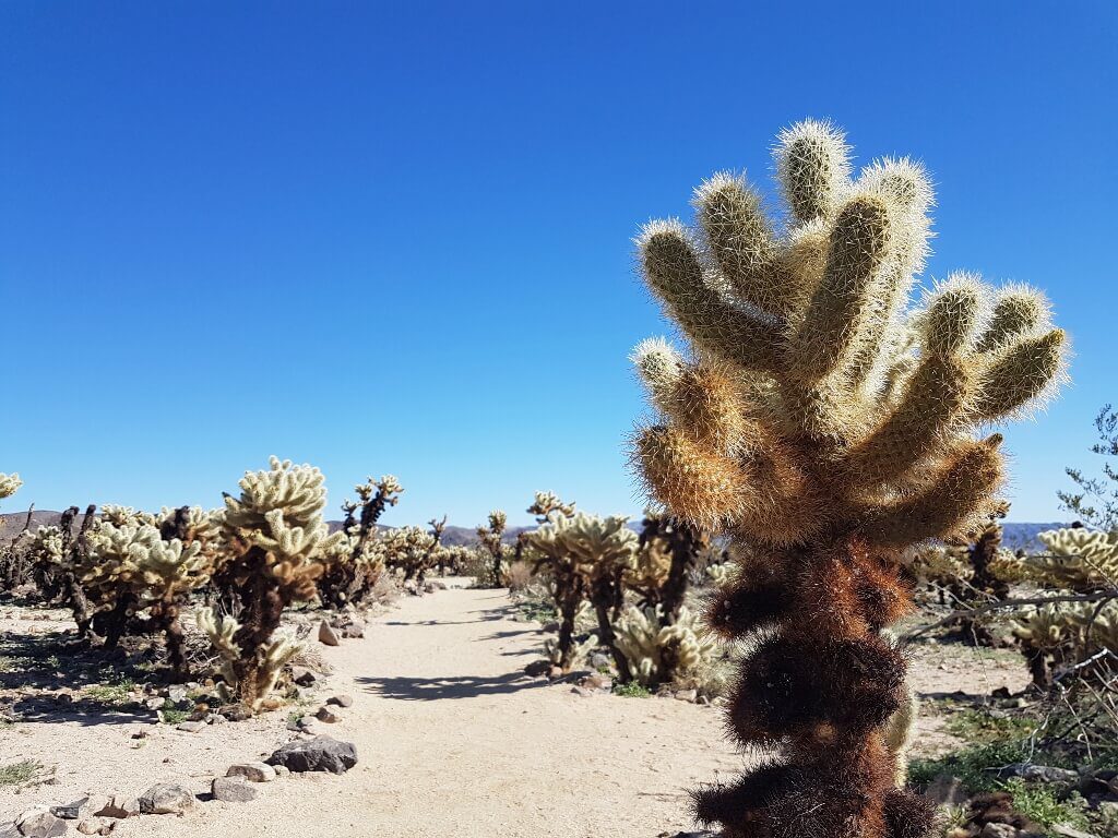 Cholla Cactus in Joshua Tree National Park