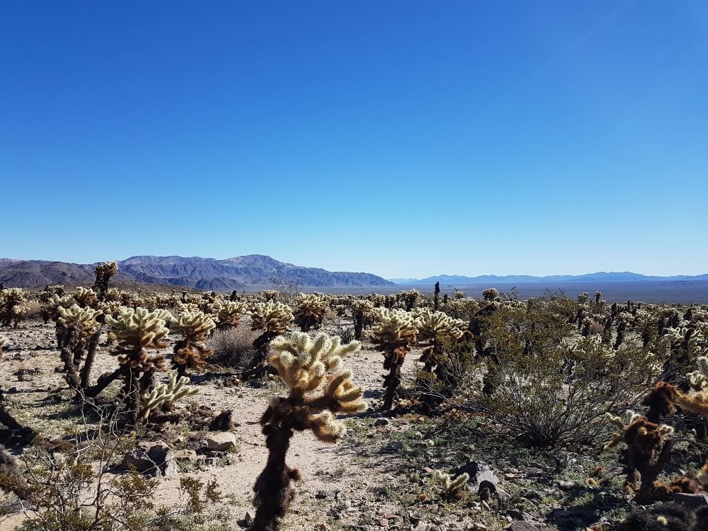 Cholla Cactus Garden Joshua Tree National Park