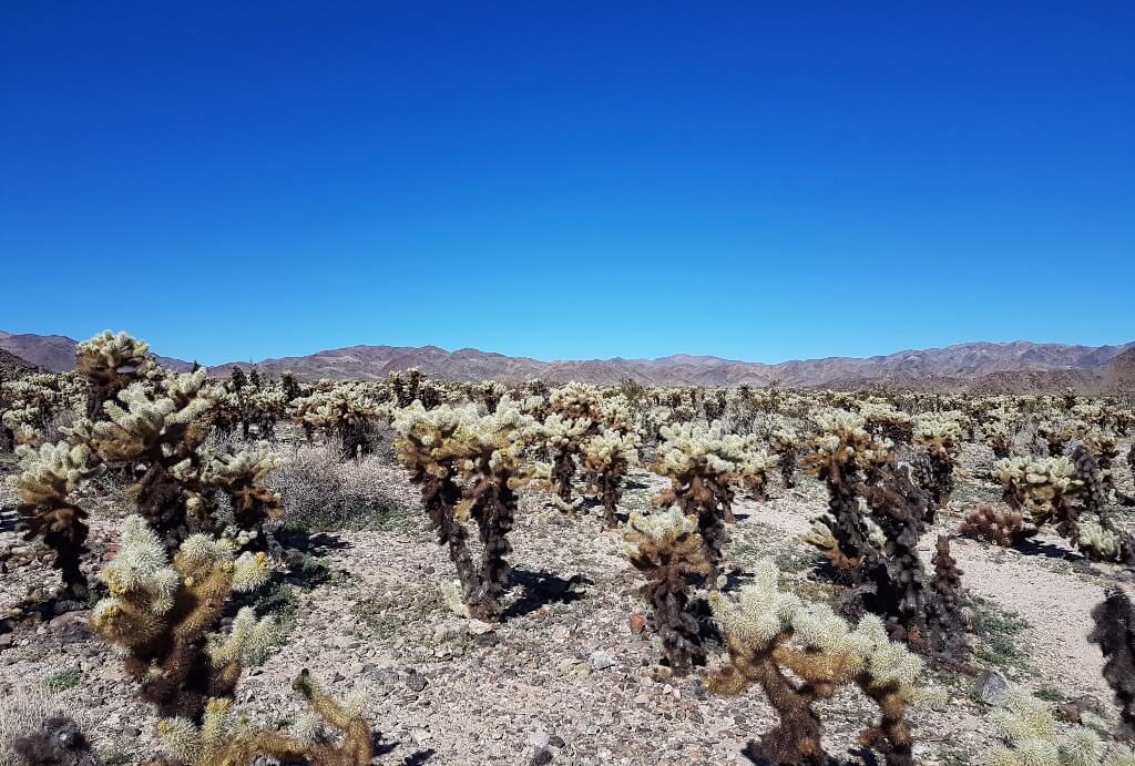 Cholla Cactus Garden in Joshua Tree National Park