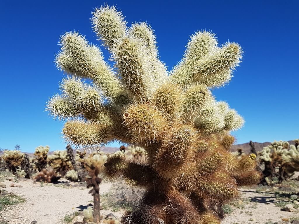 Cholla Cactus