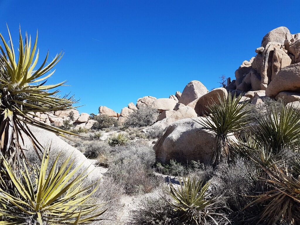 Hidden Valley Trail in Joshua Tree National Park