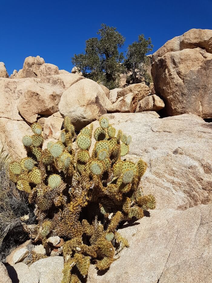 Cactus along the Hidden Valley Trail
