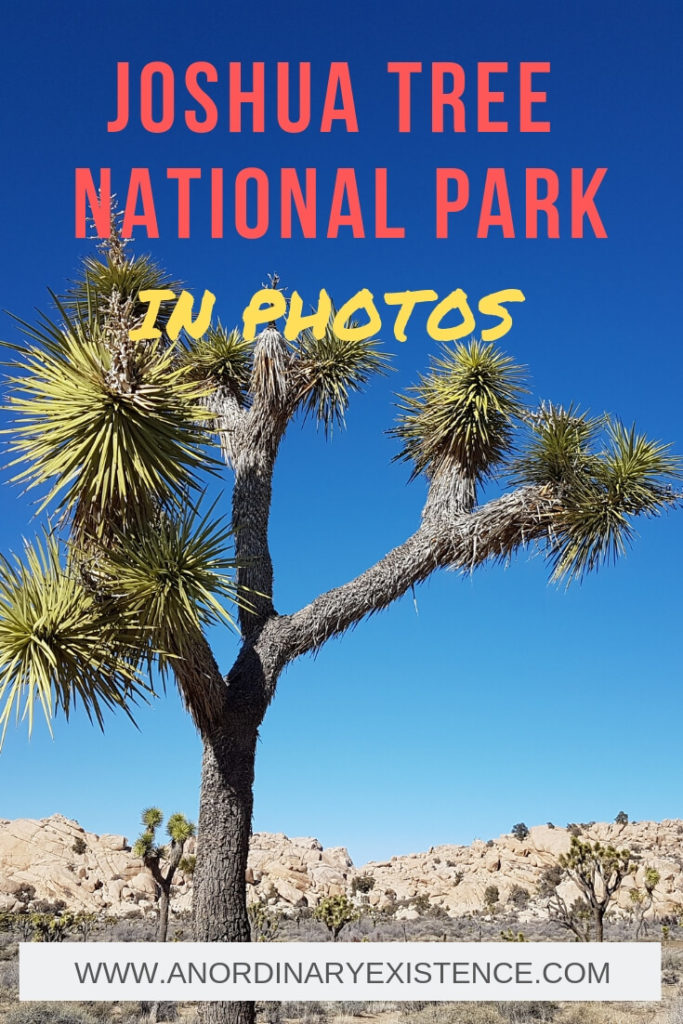 Photos that will inspire you to visit Joshua Tree National Park