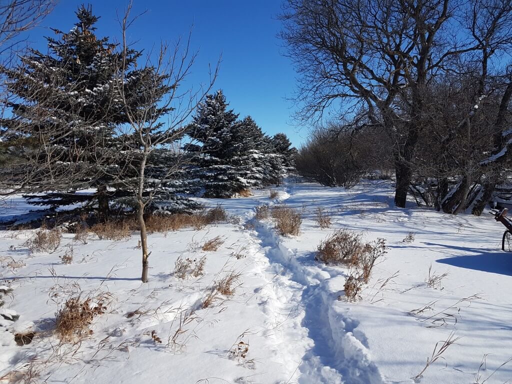 A snowshoeing trail winds between rows of trees.