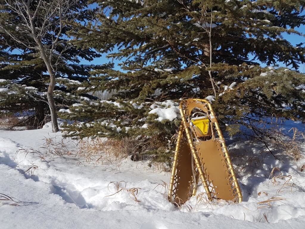 A pair of snowshoes leaning against a pine tree.