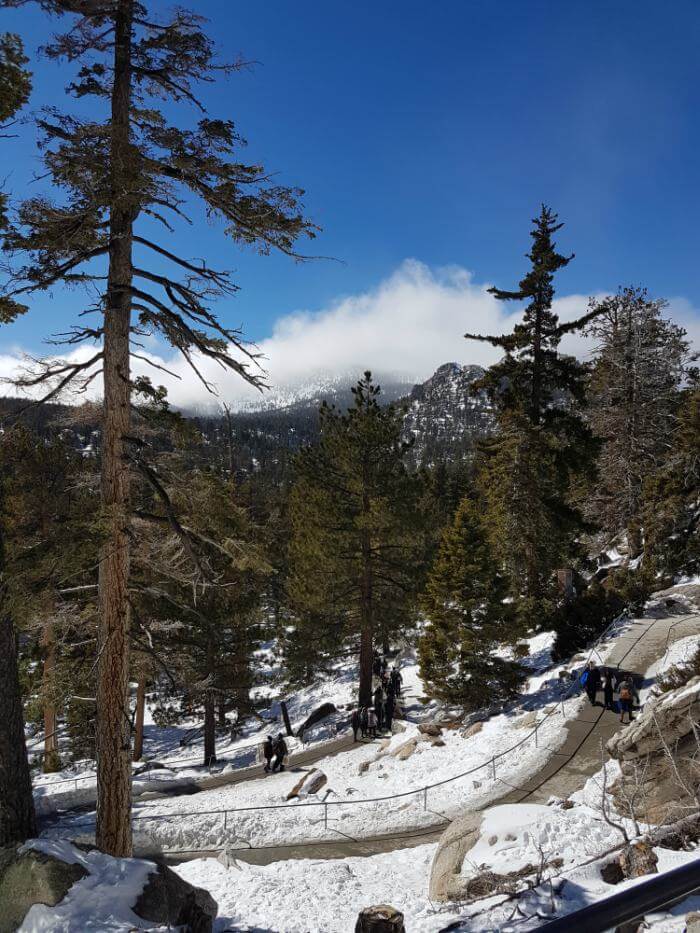 San Jacinto Park with snow covered ground and trees at top of Palm Springs Aerial Tramway