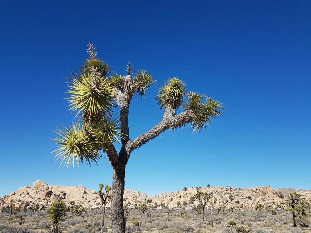 Joshua Tree against a blue sky in Joshua Tree National Park