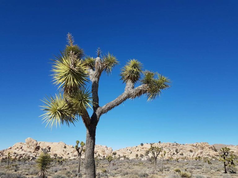 HIKING IN JOSHUA TREE NATIONAL PARK: A ONE-DAY ITINERARY