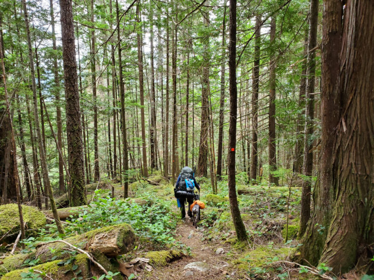 A man with a backpack makes his way down a forested trail with a dog beside him.