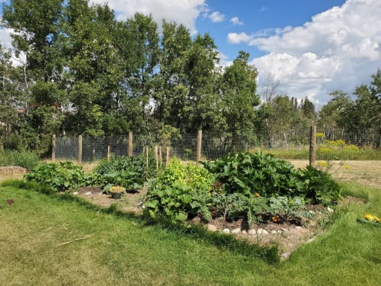 BACK TO THE LAND BEGINNER: MY FIRST VEGETABLE GARDEN