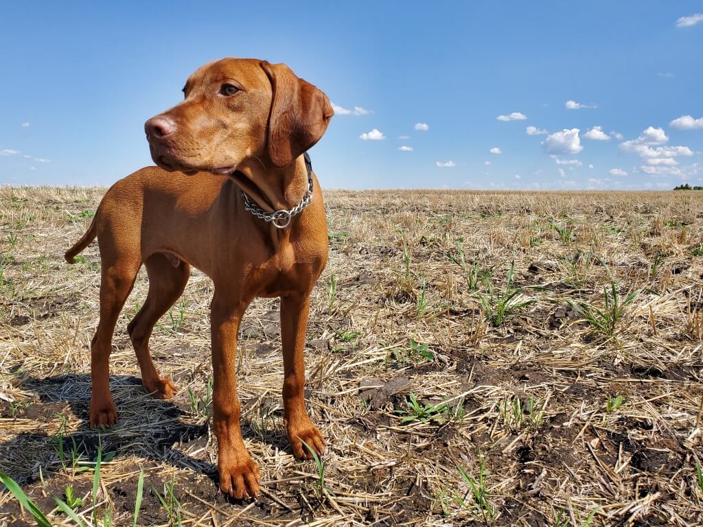 A red-coated Vizsla puppy standing in a field with blue skies in the background