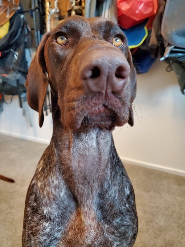 A close up of a German-shorthaired Pointer