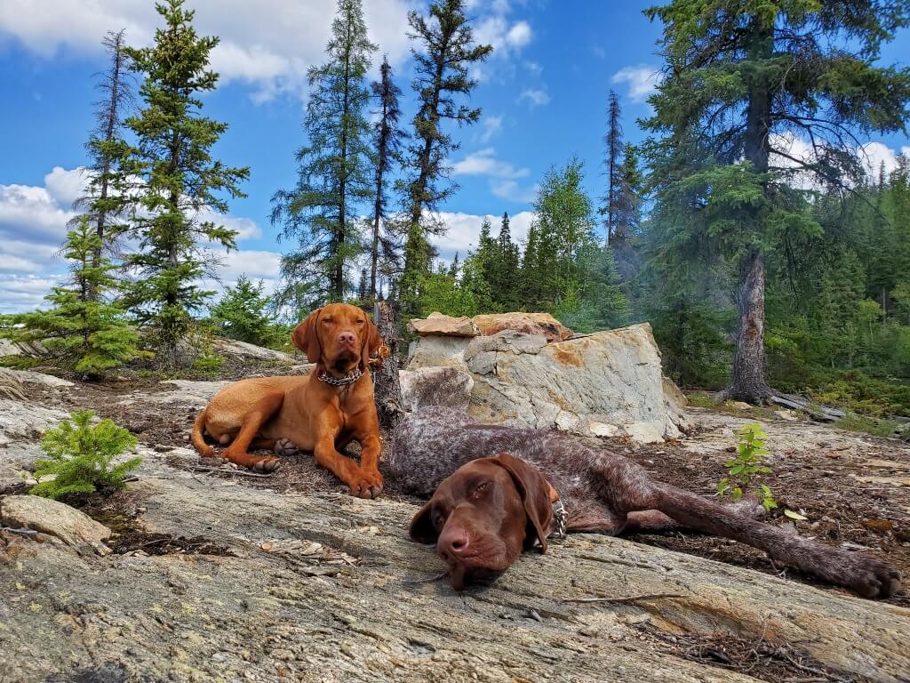 Two dogs lay in front of a smoking rock lined fire ring with blue skies and trees in the background.